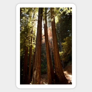 Muir Woods Sticker